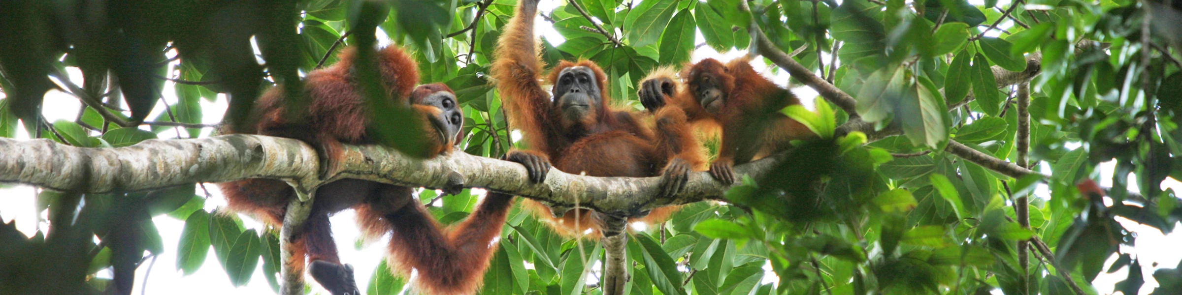 Bannerbild von Orang-Utans in Not e.V.