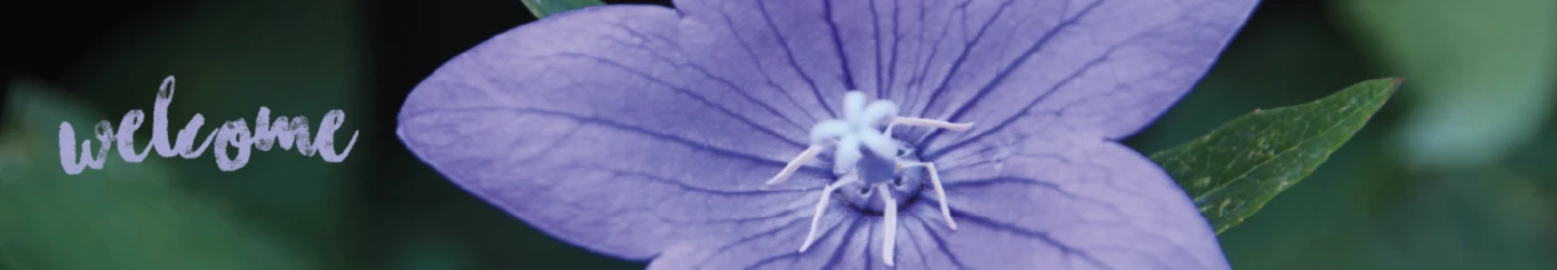 Bannerbild von -janina-