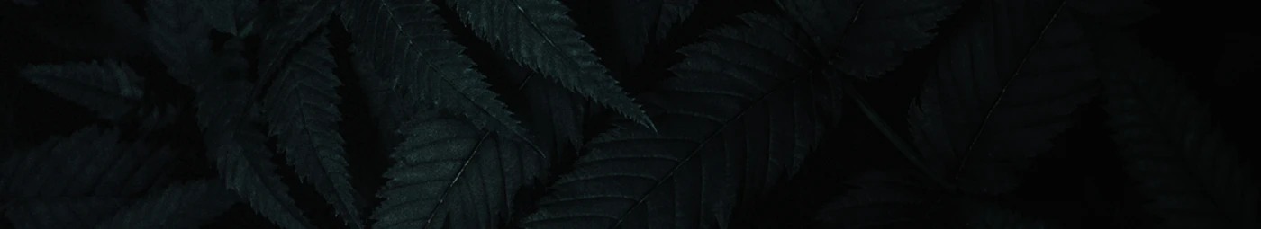Banner image of Julienmlt