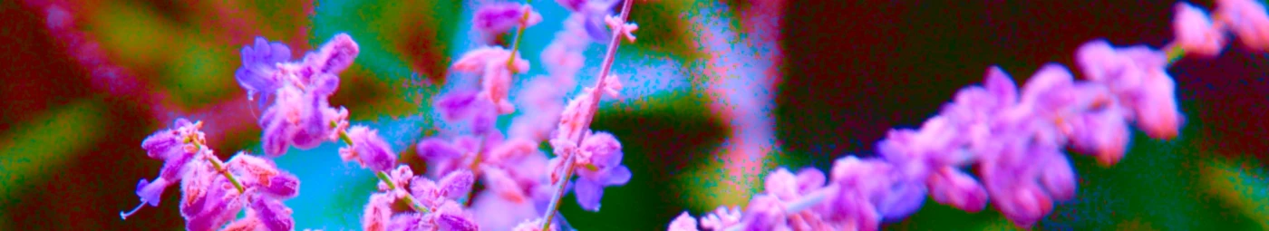 Bannerbild von ArianeDesign