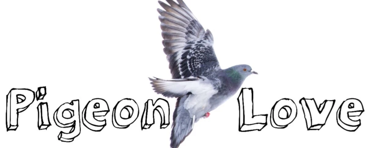 Banner image of StassentaubeStadtleben
