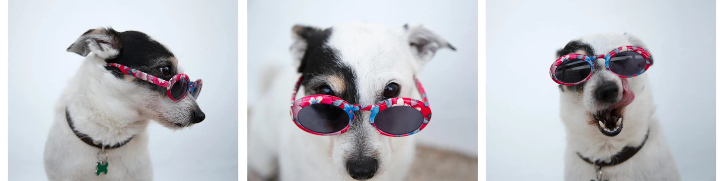 Bannière de Firma Petazzi