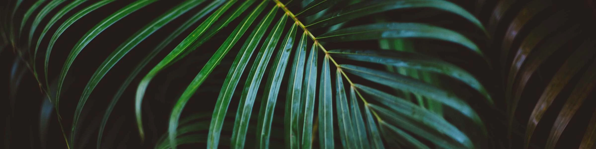 Banner image of Alexander Koehler