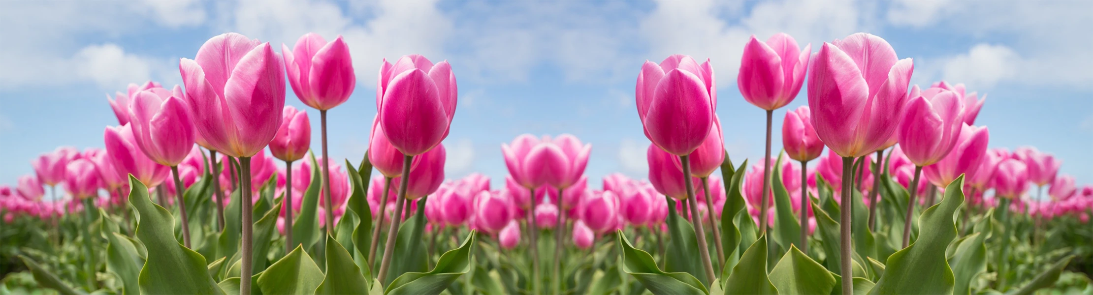 Banner image of schottdesign