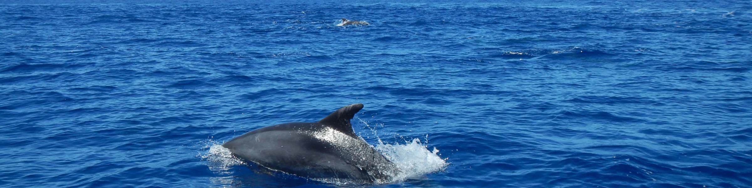 Banner image of Big Blue