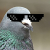 LilPigeon