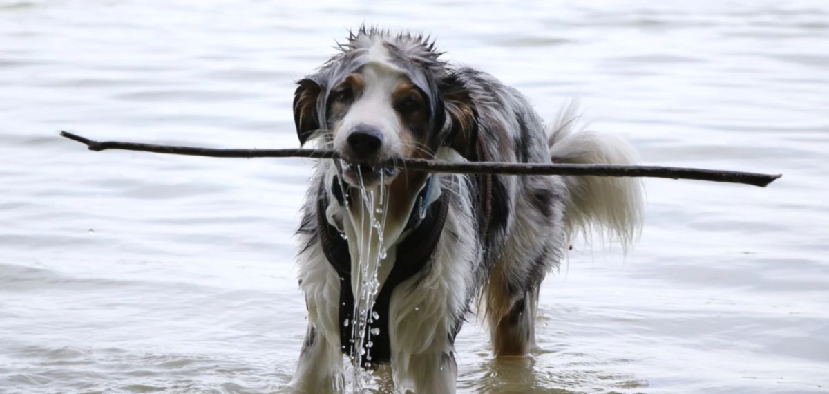 Banner image of Zauberstiche