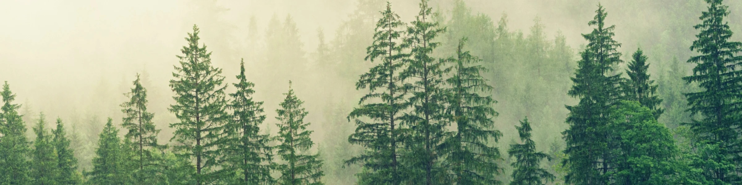 Bannerbild von Wurzelkraxler