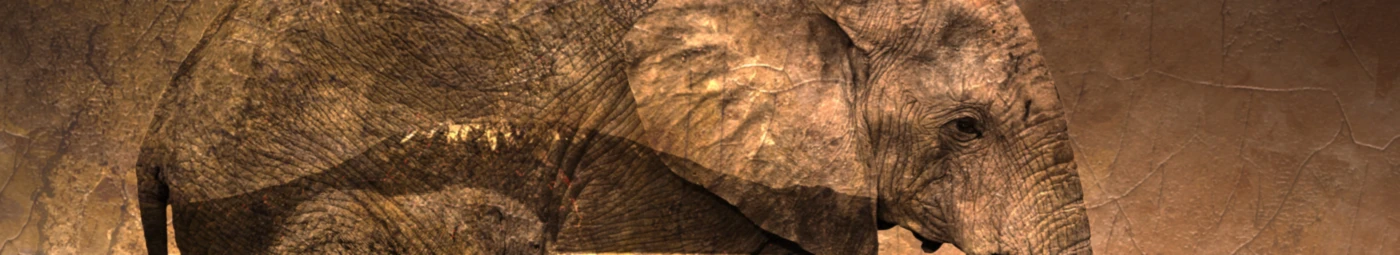 Banner image of michele picardo