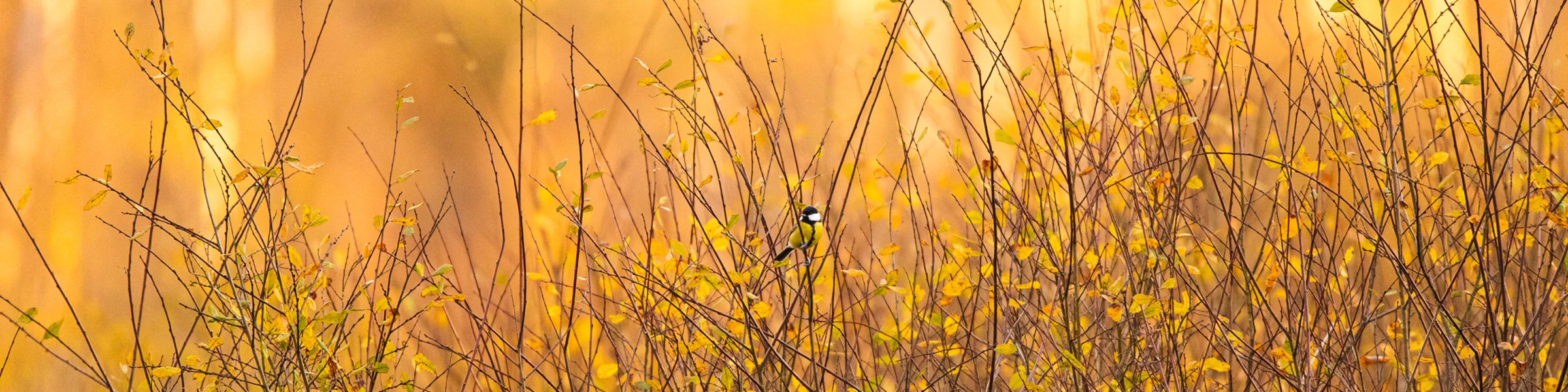 Banner image of Lonny