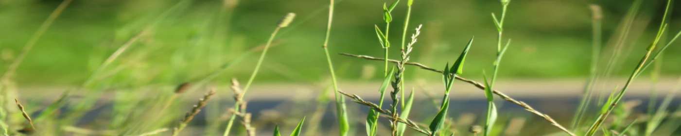 Banner image of Noria Kreatives 2019