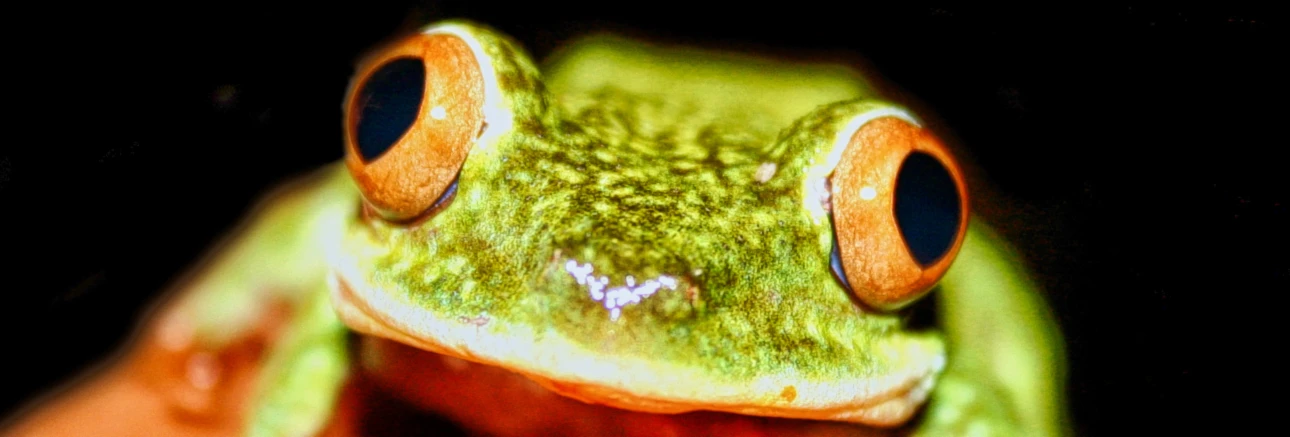 Banner image of 118213400