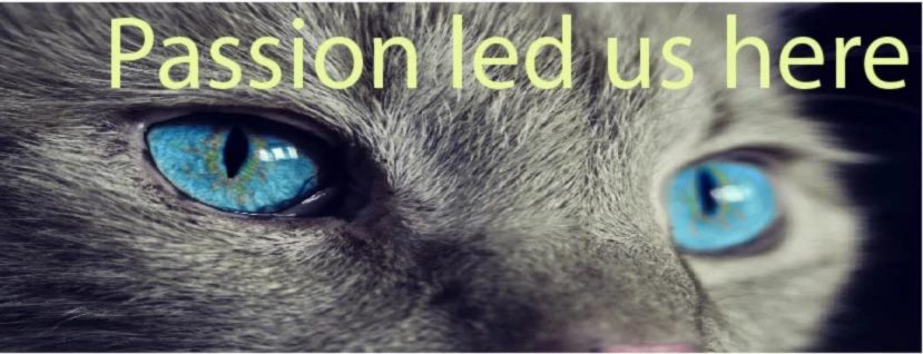 Banner image of 118256105