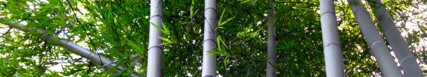 Bannière de ivsovolod