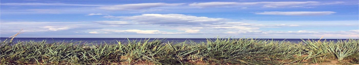 Bannerbild von Dracarys