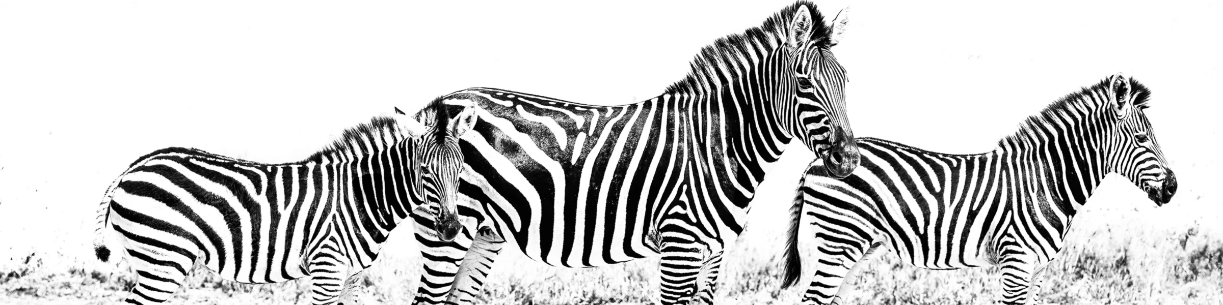 Banner image of ROBERT STYPPA - PHOTOGRAPHY