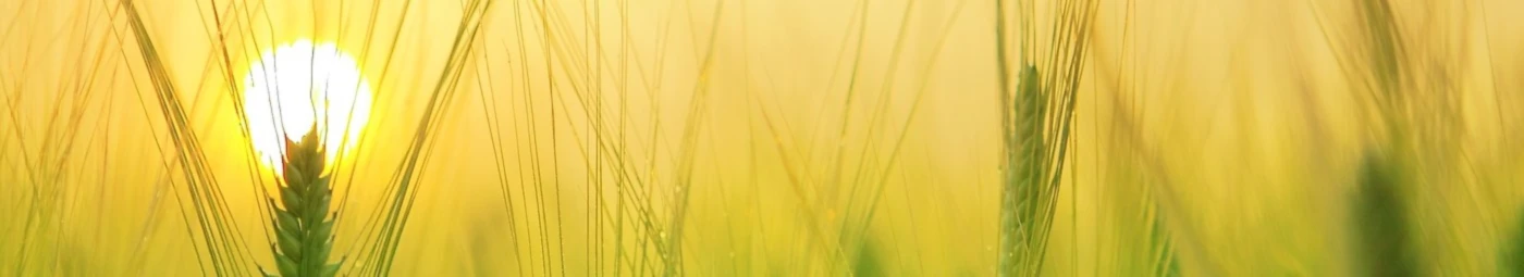 Banner image of SmartFashion87