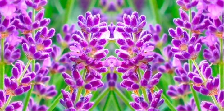 Bannerbild von Karima Cadabra