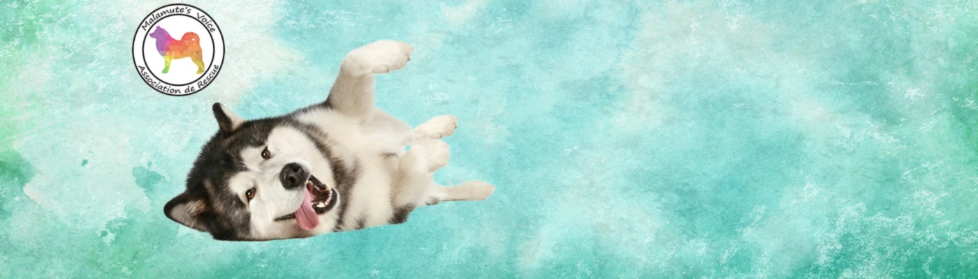 Banner image of Malamute s voice