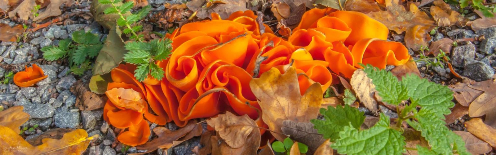 Banner image of Kristian Nilsson