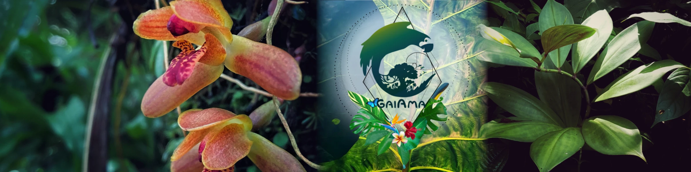 Banner image of GaiAma