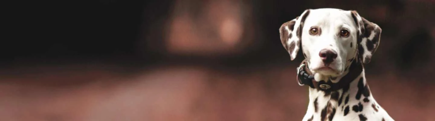Banner image of Canishirt