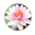 Ninfea Designes