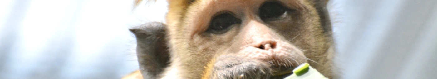 Banner image of ilkkakoski