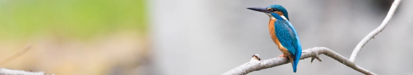 Banner image of shirtplanet25