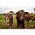 Animal Welfare F.K.
