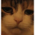 tostercat