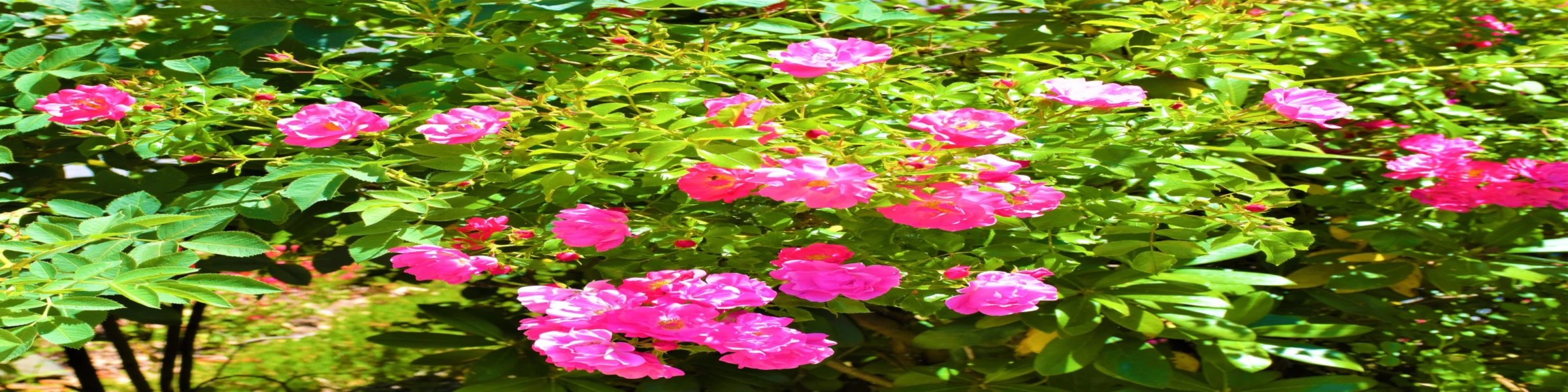 Banner image of McMausi