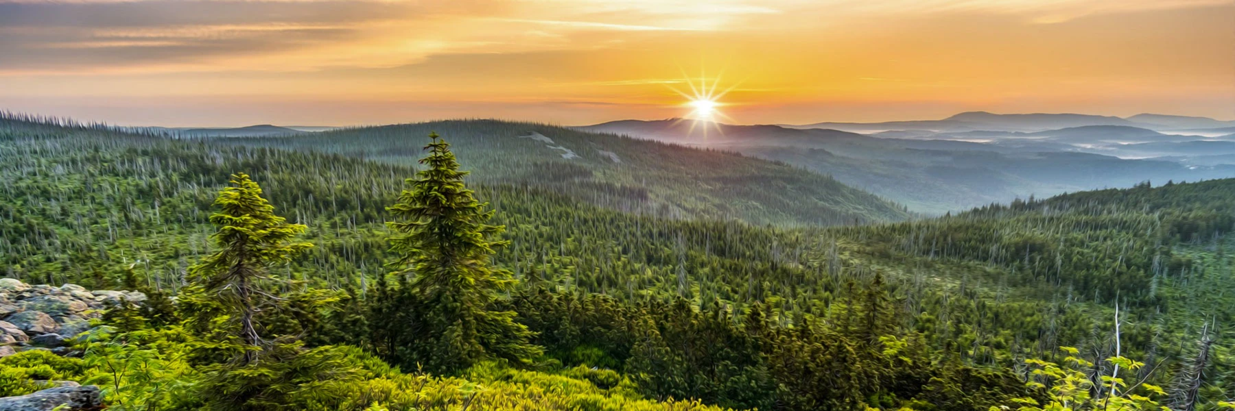 Bannerbild von CooKiie