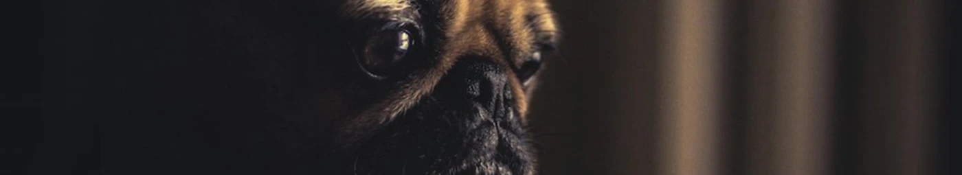 Bannerbild von Mops Passion