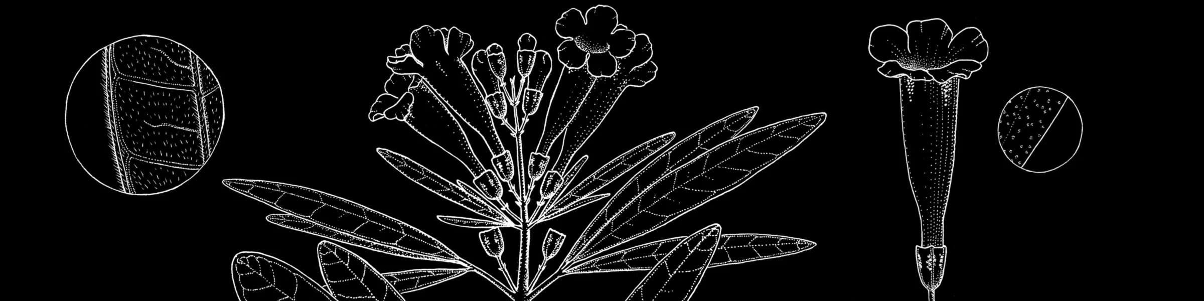 Bannerbild von Laura Montserrat