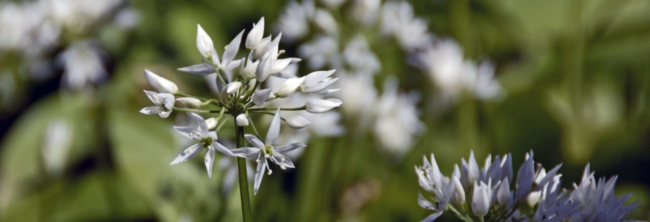 Banner image of Monica