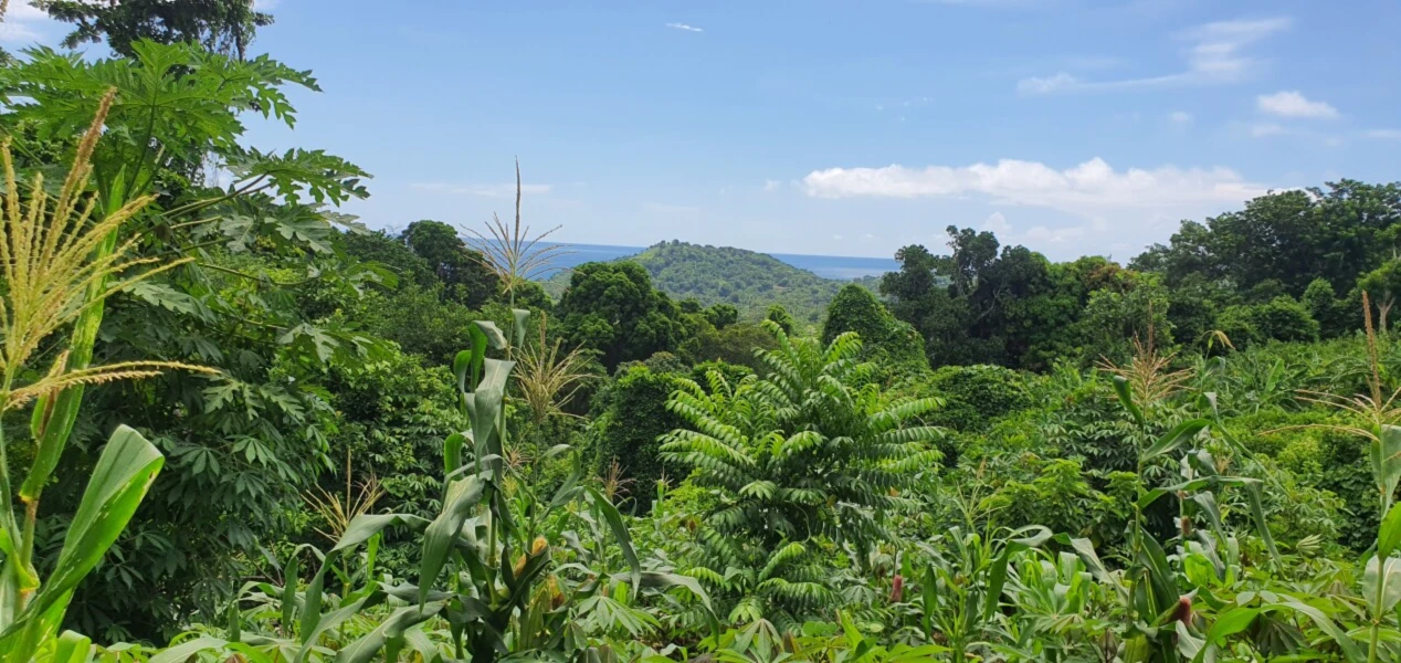 Banner image of wanaloulou