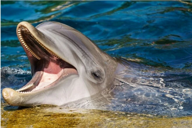 Bannerbild von Mykesslerin