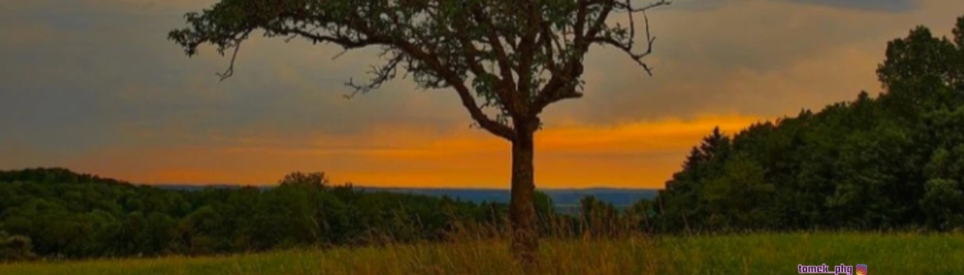 Banner image of POD-Design