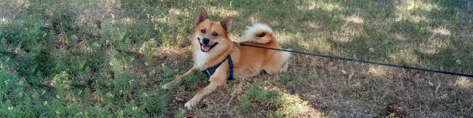 Banner image of danceswithfox