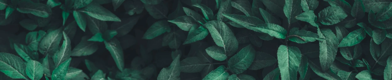 Banner image of York2000