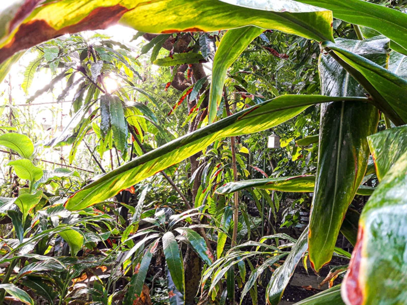 Banner image of Julia Nguyen