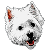 Westie shop