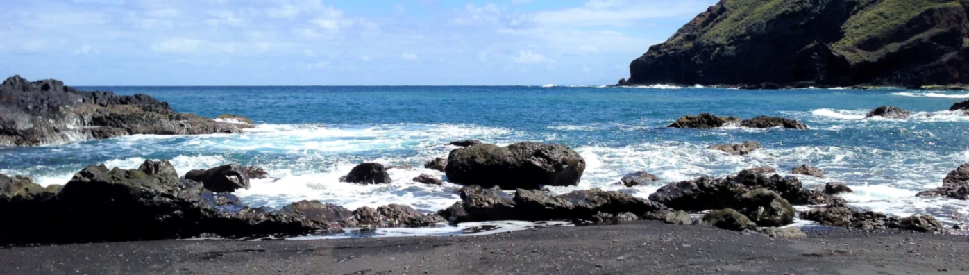 Banner image of laurisilva shirts