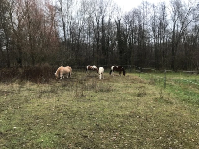 Bannerbild von Pony Senior Solo