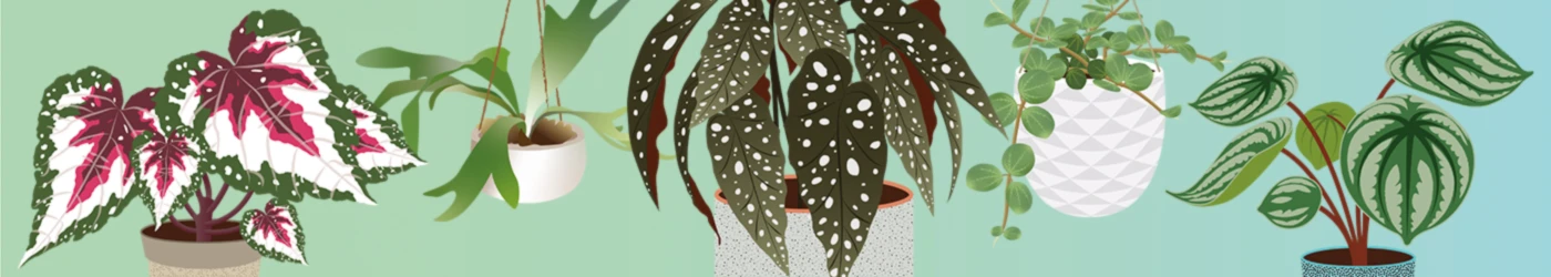 Bannière de Hey Urban Monkey