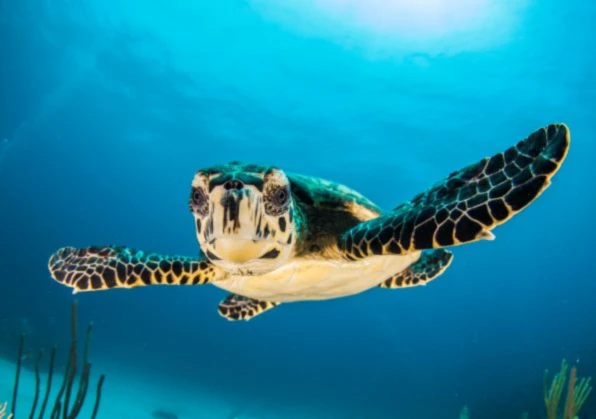 Bannerbild von HM Tauchsafaris