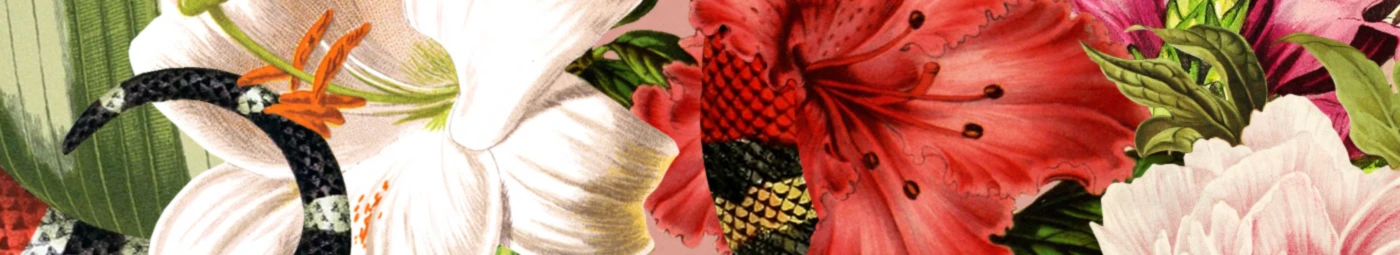 Banner image of Kaleidos