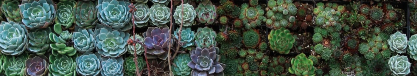 Bannerbild von laVic