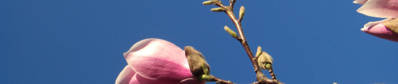 Bannerbild von PART OF ME